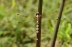 白尾灰蜻 Orthetrum albistylum
