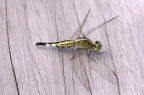 粗腰蜻蜓 Acisoma panorpoides panorpoides