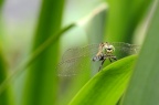 粗腰蜻蜓 Acisoma panorpoides panorpoides