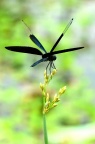 黑丽翅蜻 Rhyothemis fuliginosa