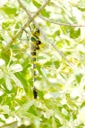 闪蓝丽大蜻 / 慧眼弓蜓(台湾名) Epophthalmia elegans 或近似种