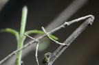 竹节虫（䗛） Phasmatodea