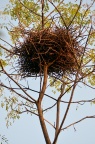 巨大的鸟巢