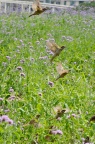 树麻雀 Passer montanus