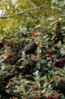 啄食枸骨果实的鸟，求鉴定
