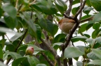 棕头鸦雀 Paradoxornis webbianus