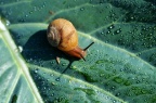 腹足纲 Gastropoda