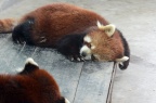 小熊猫 / 小猫熊 Ailurus fulgens