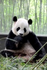 大熊猫 / 大猫熊 Ailuropoda melanoleuca