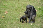 黑猩猩母子