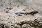 蓝尾石龙子 Eumeces elegans