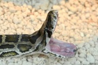 缅甸蟒 Python molurus bivittatus