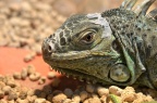 绿鬣蜥 / 美洲鬣蜥 Iguana iguana
