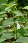 灵枝草 Rhinacanthus nasutus