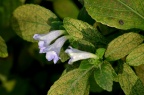 紫云菜属 Strobilanthes sp.，某马蓝？