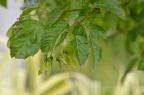 茶条槭 Acer tataricum subsp. ginnala