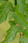 茶条槭 Acer tataricum subsp. ginnala