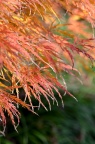 羽毛枫 Acer palmatum 'Dissectum'