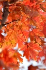 '秋焰' 弗里曼枫 / 斐里曼槭 / 自由人槭 Acer freemanii 'Jeffersred' Autumn Blaze