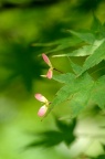 鸡爪槭 Acer palmatum