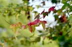 三角槭 / 三角枫 Acer buergerianum