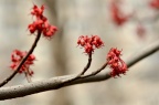 红花槭 Acer rubrum
