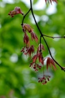 槭属 Acer 花