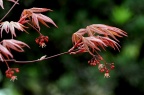 槭属 Acer 花