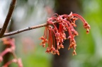 红花槭 Acer rubrum