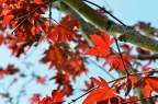 红枫 Acer palmatum 'Atropurpureum'