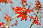 红枫 Acer palmatum 'Atropurpureum'