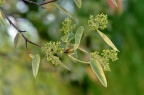 樟叶槭 Acer coriaceifolium