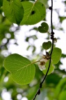 猕猴桃科 Actinidiaceae