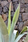 龙舌兰 Agave americana