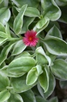 花叶露花 / 花叶露草 Aptenia cordifolia 'Variegata'
