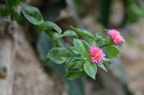 露花 / 露草 Aptenia cordifolia