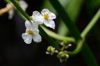 野慈姑 Sagittaria trifolia