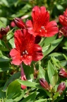 六出花 Alstroemeria hybrida