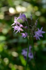 紫娇花 Tulbaghia violacea