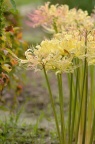 稻草石蒜 Lycoris straminea