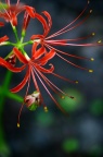 红花石蒜 Lycoris radiata