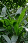 仙茅属，疑似 疏花仙茅 Curculigo gracilis，求确认