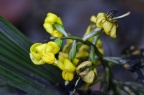 仙茅属，疑似 疏花仙茅 Curculigo gracilis，求确认