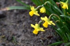 黄水仙 Narcissus pseudonarcissus