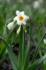水仙 Narcissus tazetta var. chinensis