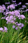 紫娇花 Tulbaghia violacea