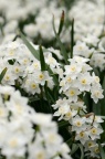 水仙（银盏银台） Narcissus tazetta var. chinensis