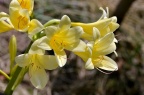 黄长筒石蒜 Lycoris longituba var. flava