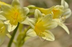 黄长筒石蒜 Lycoris longituba var. flava