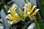 短蕊石蒜 Lycoris caldwellii